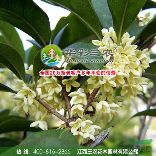 日香桂_【江西桂花】桂花樹圖片_桂花樹種植技術(shù)_江西三農(nóng)