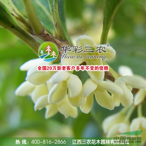 日香桂_【江西桂花】桂花樹圖片_桂花樹種植技術(shù)_江西三農(nóng)