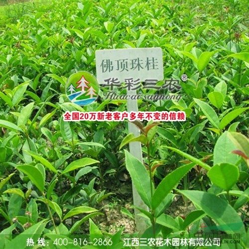 佛頂珠桂 常綠喬木 小葉桂花 江西三農(nóng)苗圃苗木基地直銷(xiāo)