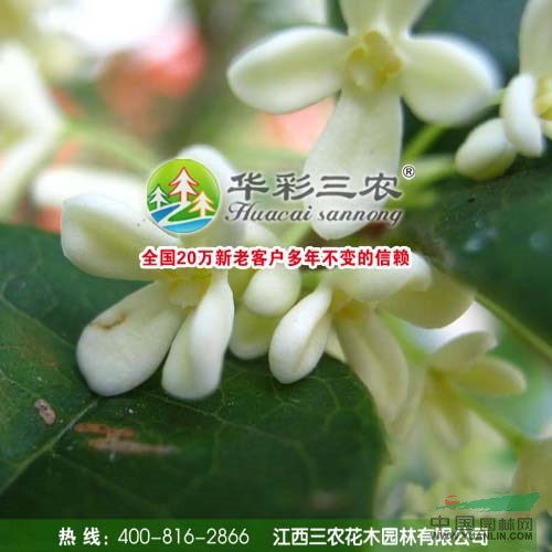 佛頂珠桂 常綠喬木 小葉桂花 江西三農(nóng)苗圃苗木基地直銷(xiāo)