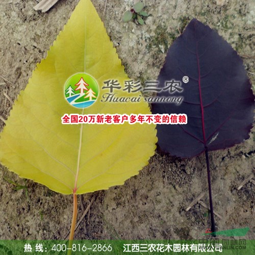 歐洲金葉楊和四季紅楊搭配種植綠化彩化效果好 四季金葉楊