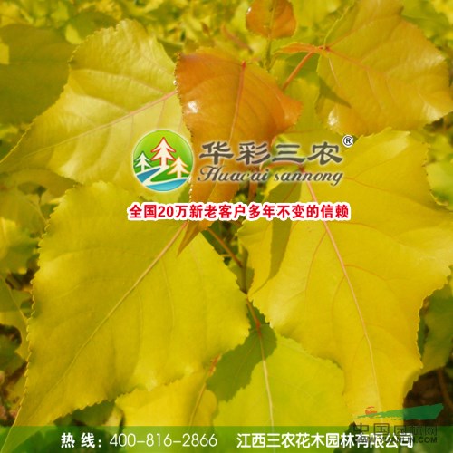 歐洲金葉楊和四季紅楊搭配種植綠化彩化效果好 四季金葉楊