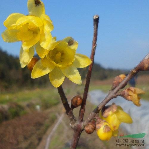 素心臘梅 素心蠟梅 是冬季觀賞主要花木 江西三農(nóng)梅花園品種齊