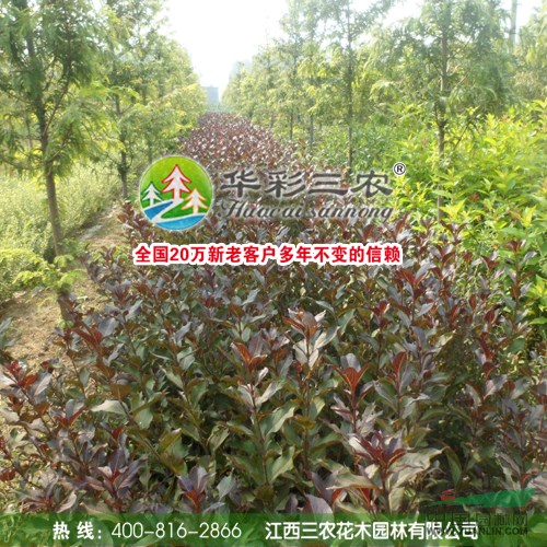 紫葉錦帶 紅王子錦帶 錦帶花 綠化運(yùn)用最多的樹(shù)種	錦帶小苗