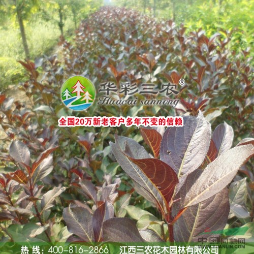 紫葉錦帶 紅王子錦帶 錦帶花 綠化運(yùn)用最多的樹(shù)種	錦帶小苗