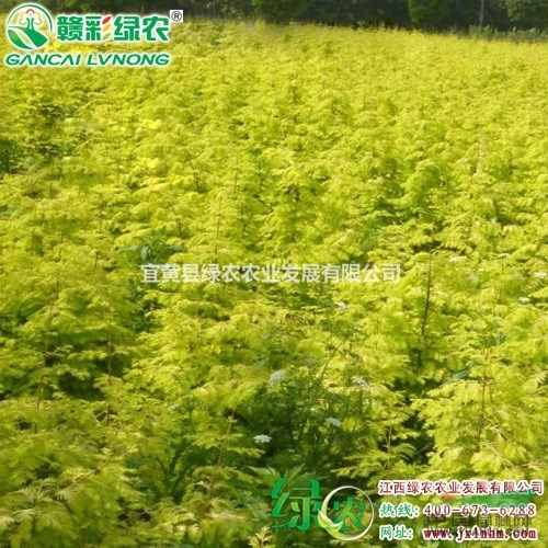 金葉水杉　變色穩(wěn)定　園林　小區(qū)綠化優(yōu)良品種　江西金葉水杉小苗