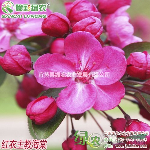 紅衣主教海棠　江西綠農(nóng)紅衣主教海棠　皇家雨點(diǎn)海棠小苗供應(yīng)采購