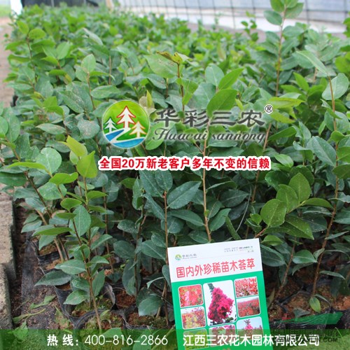 烈香茶花 千里香茶花 香妃茶花 茶花新品種 高檔花卉植物之一