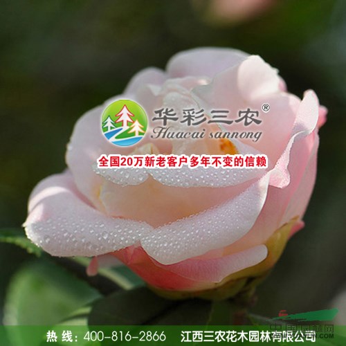 烈香茶花 千里香茶花 香妃茶花 茶花新品種 高檔花卉植物之一