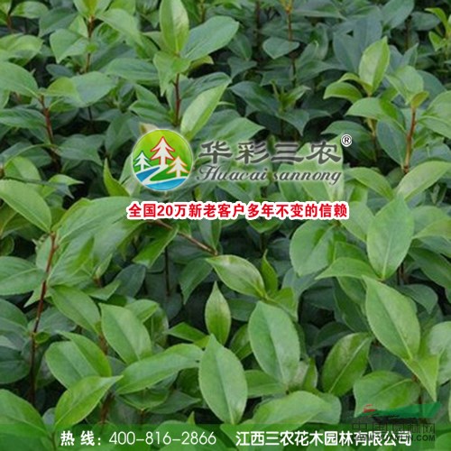 香太陽(yáng)茶花 美國(guó)茶花 紅花茶花 好聞的茶花 江西三農(nóng)苗圃基地