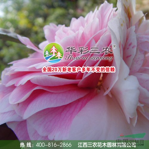 香太陽(yáng)茶花 美國(guó)茶花 紅花茶花 好聞的茶花 江西三農(nóng)苗圃基地