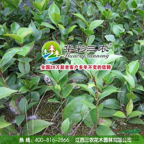 貝拉大玫瑰 美國(guó)貝拉 世界茶花圖片大全 盡在江西三農(nóng)茶花苗圃