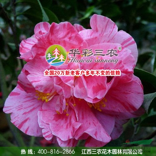 花寶珠茶花 花檳梅茶花 花蝴蝶茶花 花卉綠化苗木的首選