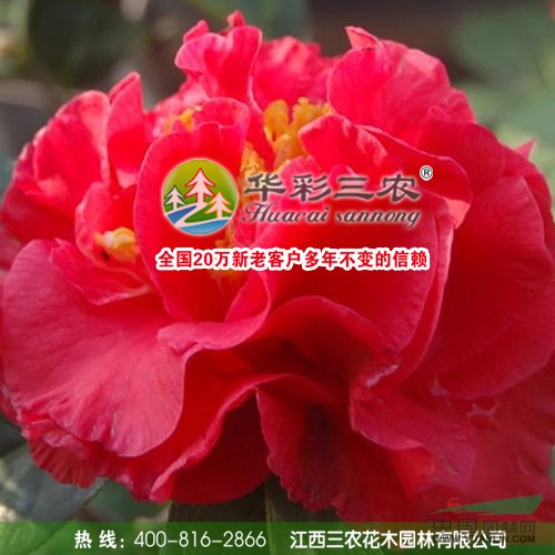 帕克斯先生茶花是大桃紅茶花與克瑞墨大牡丹茶花結(jié)合培育而成