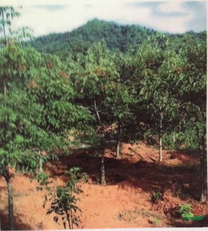 野鴨椿   福建野鴨椿供應3-30公分