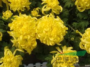 蜀檜/蜀檜價格/蜀檜種植基地/昌盛蜀檜專業(yè)批發(fā)