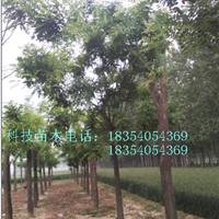 22公分國槐價格綠化喬木