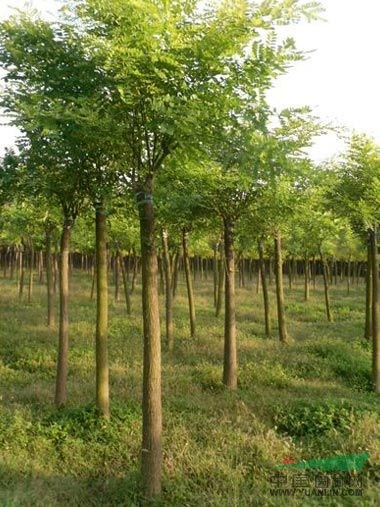 處理25公分法桐價格20公分法桐價格