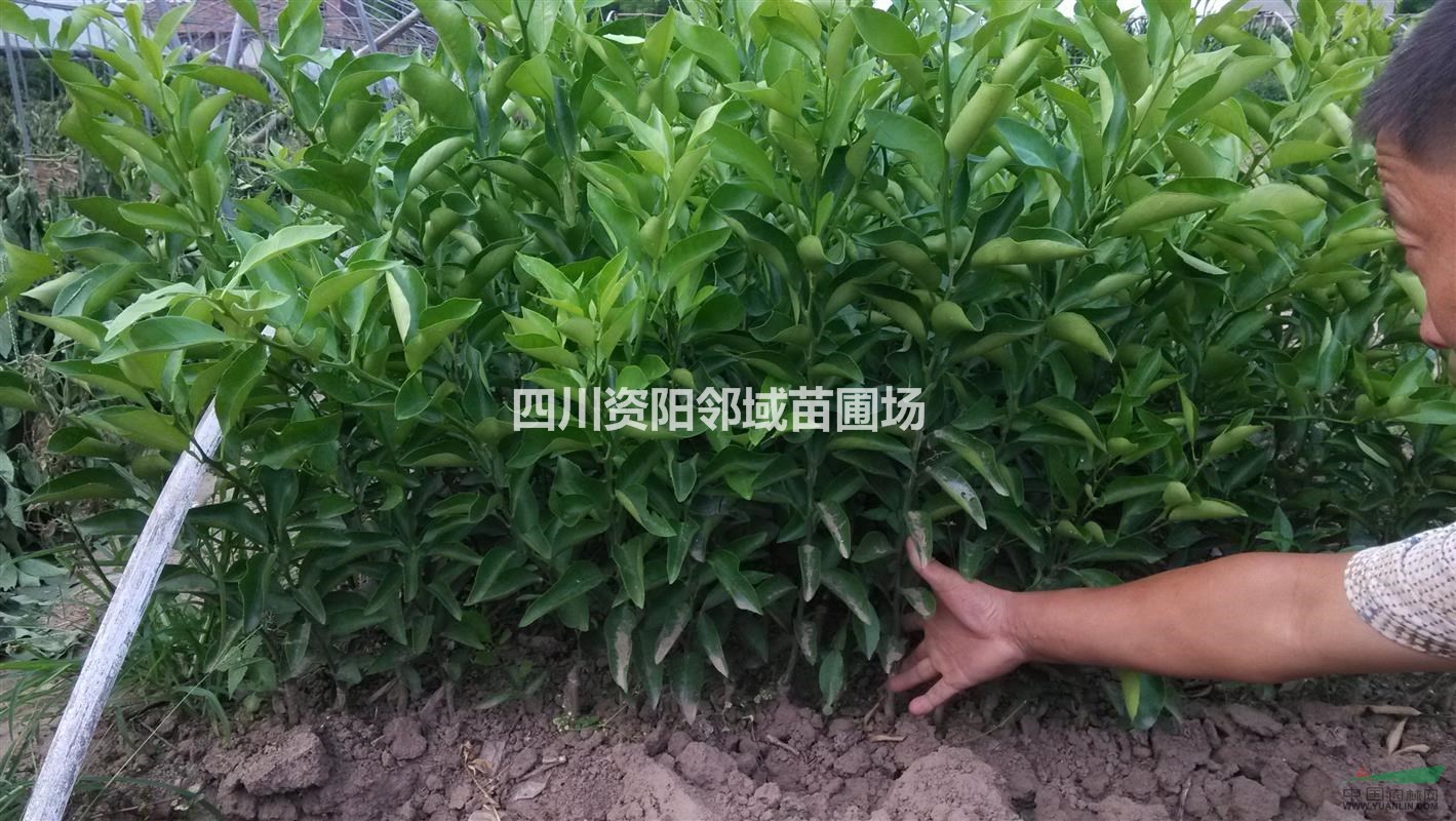 供應(yīng)香橙沾沃柑