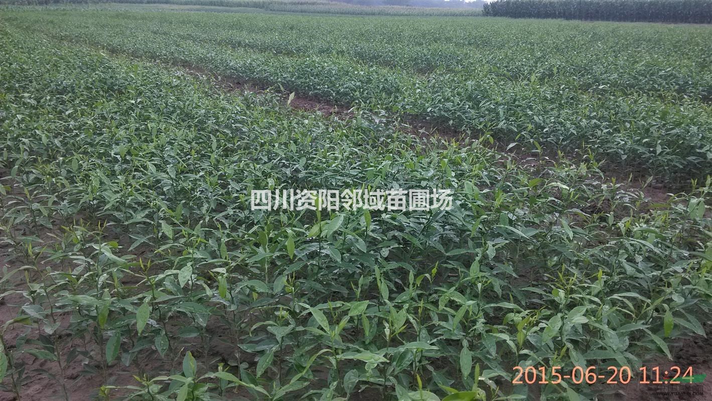 供應(yīng)香橙沾沃柑