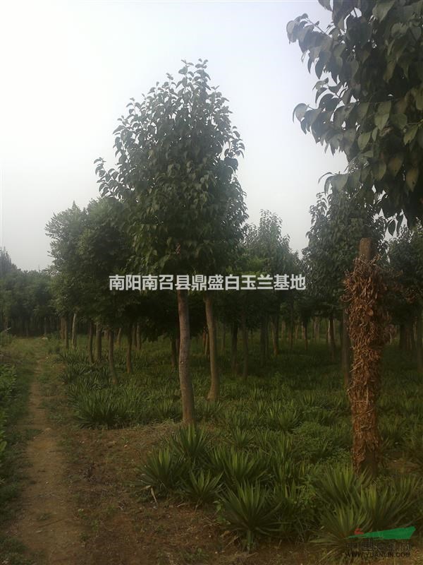 河南杜仲種植基地