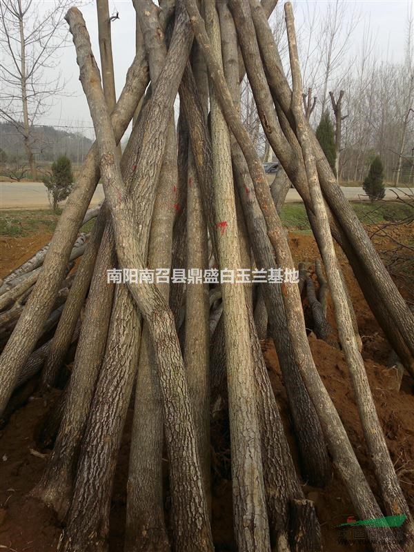 河南杜仲種植基地