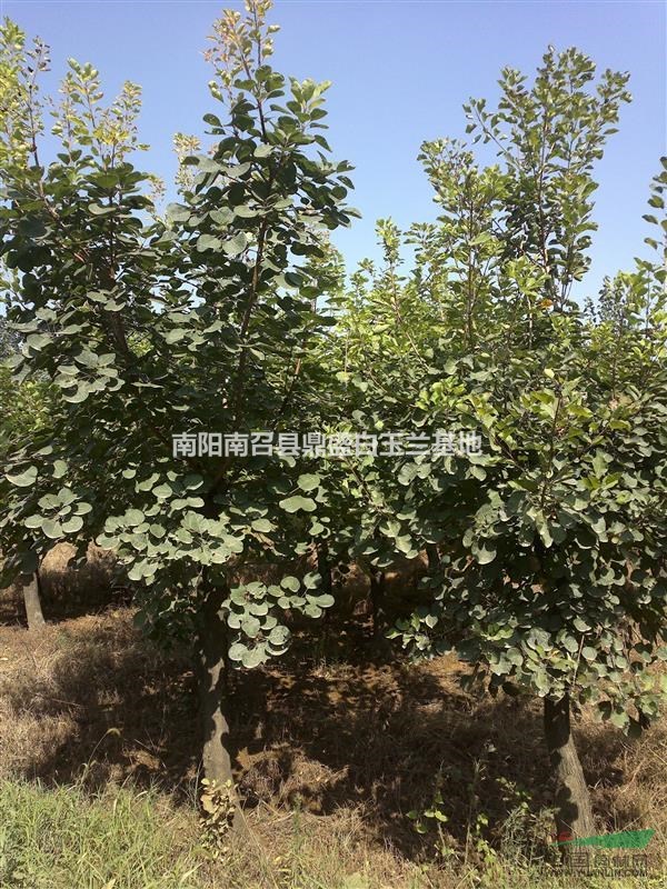河南黃櫨種植基地