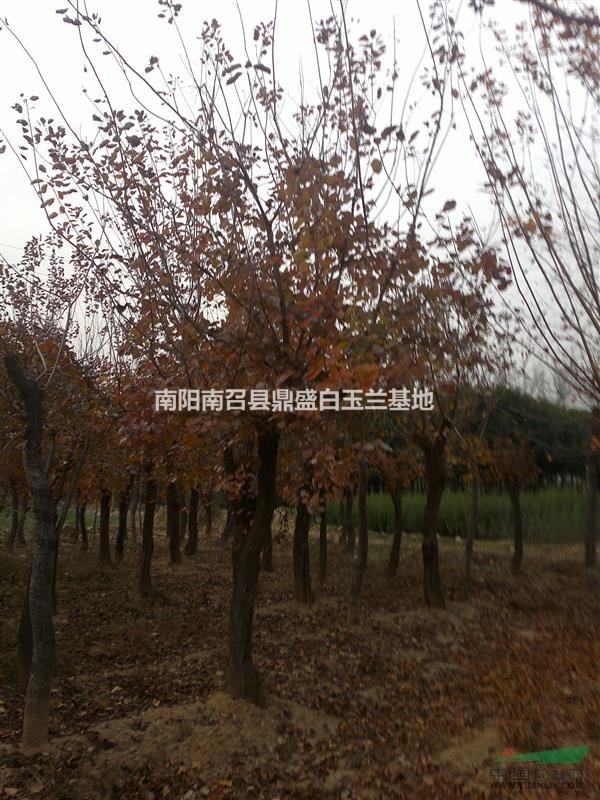 河南黃櫨種植基地
