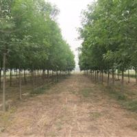 39公分國槐價格培育推廣