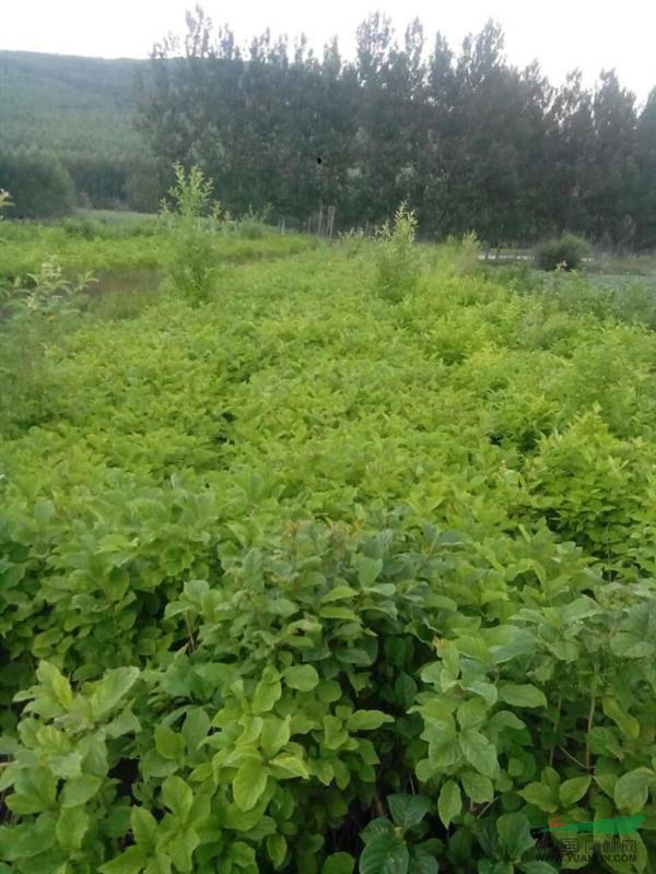 黑龍江大慶供應(yīng)丁香