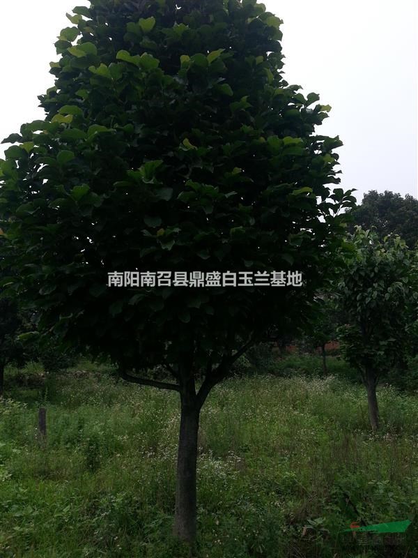 河南白玉蘭種植基地