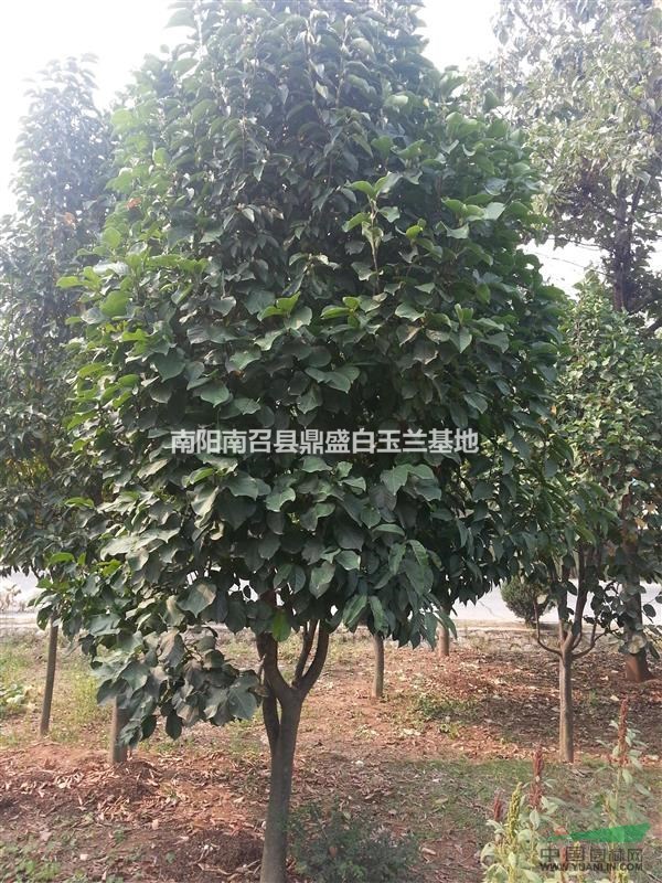 河南白玉蘭種植基地