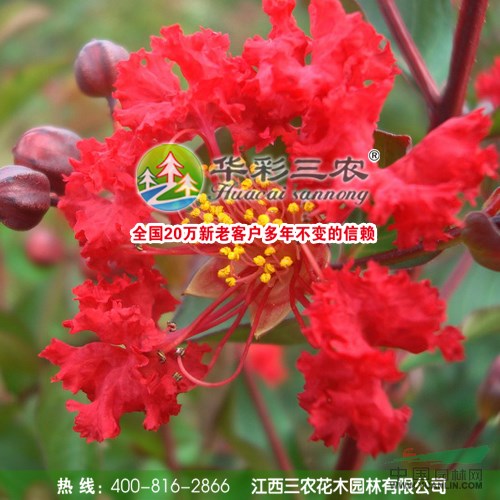 美國(guó)紅火球紫薇的栽培管理技術(shù)資料