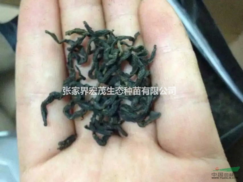 青錢柳茶送禮佳品