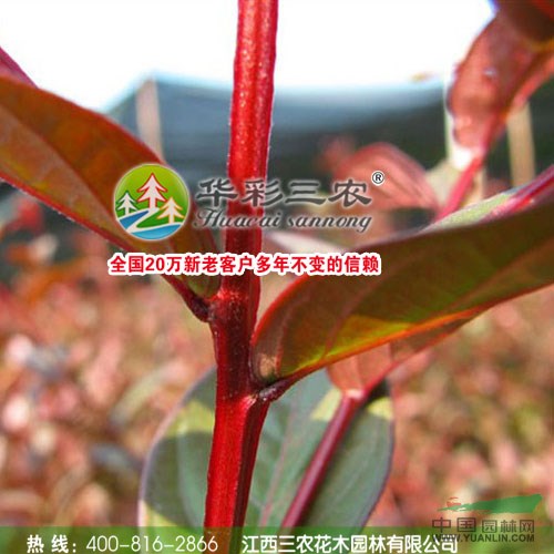 正宗日本紅葉喬木紫薇小苗 批發(fā)紫薇新品種 紫薇樹苗 紫薇盆景