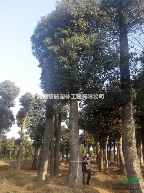 38公分移栽香樟樹 湖南香樟樹價(jià)格 益陽香樟樹 湖南臻誠園林