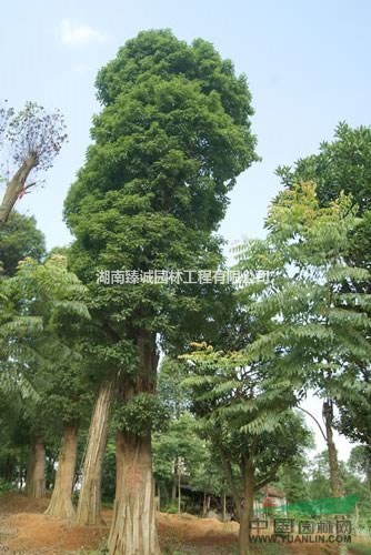 38公分移栽香樟樹 湖南香樟樹價(jià)格 益陽香樟樹 湖南臻誠園林