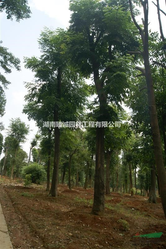 30公分移栽欒樹 益陽欒樹價格 常德欒樹 移植欒樹 