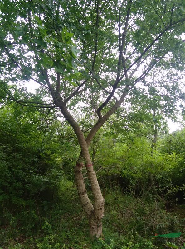 四川地区大量供应元宝枫，红豆杉及其它园林苗木
