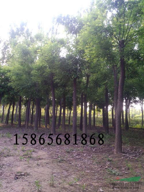 18公分國(guó)槐|大同18公分國(guó)槐|18公分國(guó)槐上車(chē)價(jià)格