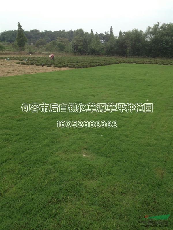 馬尼拉草坪，暖季型草坪，結縷草系列，馬尼拉草坪基地
