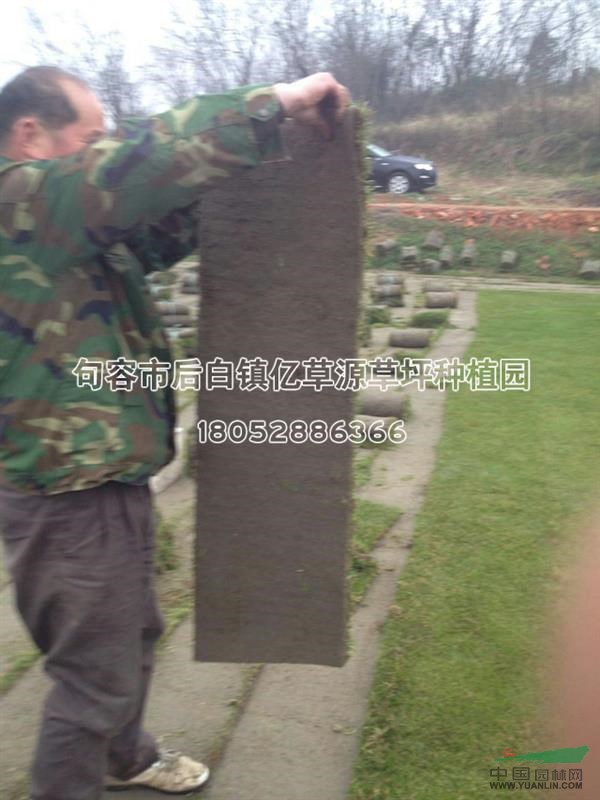 江蘇馬尼拉草坪，句容馬尼拉草坪價格