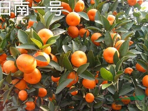 供應(yīng)香橙種子，代嫁接苗