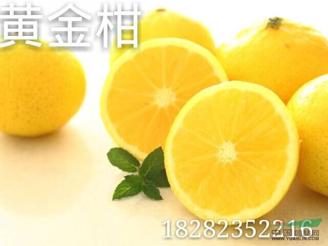供應(yīng)香橙種子，代嫁接苗