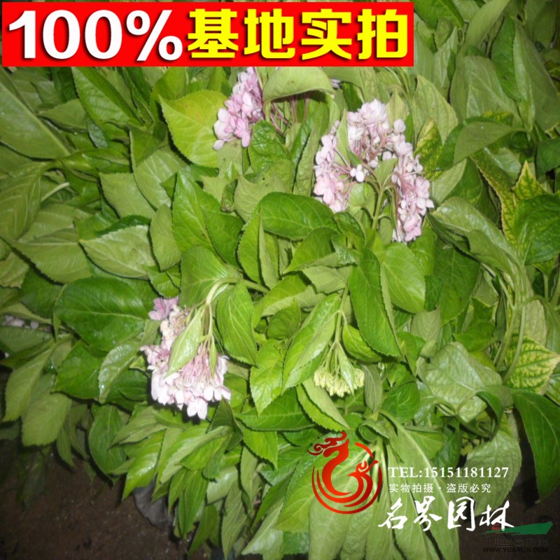 優(yōu)質(zhì)八仙花，八仙繡球花，大繡球花，草本繡球當(dāng)年開花