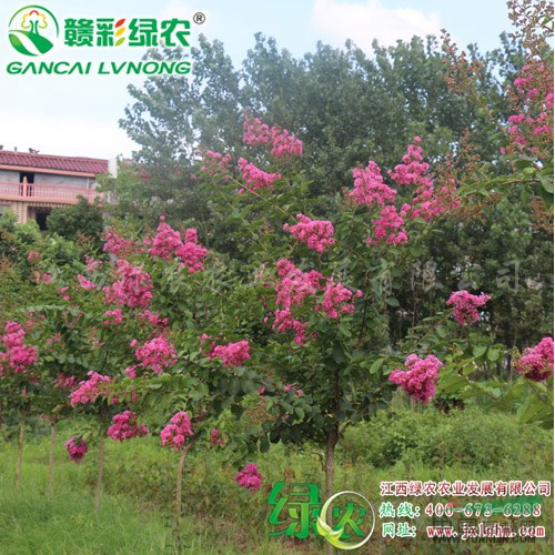 速生玫紅紫薇　長(zhǎng)勢(shì)快于市場(chǎng)所有紫薇　花色比速生紫薇艷麗