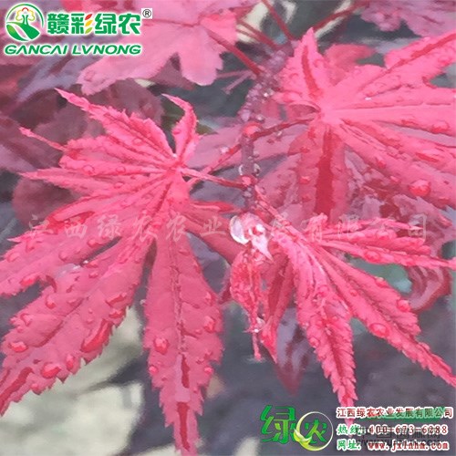 日本紅楓古銅楓　觀賞性紅楓　歐美杰出彩葉紅楓樹苗