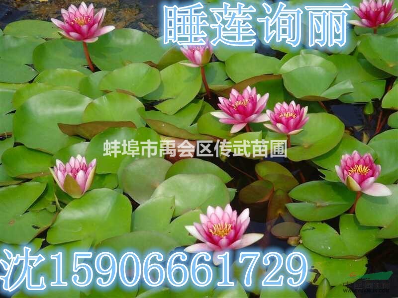 杭州蕭山大量供應(yīng)睡蓮，和荷花，自產(chǎn)自銷，價格優(yōu)惠。