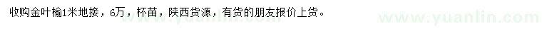求購1米地接金葉榆
