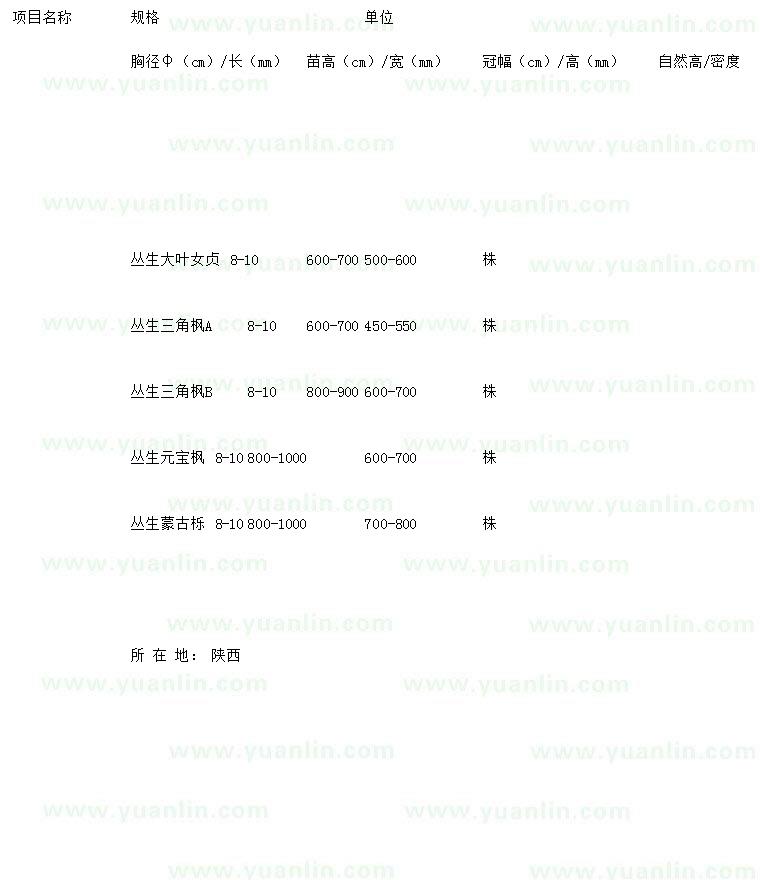 求購(gòu)叢生大葉女貞、叢生三角楓、叢生元寶楓等